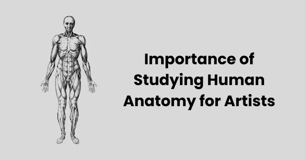 Importance of Studying Human Anatomy for Artists