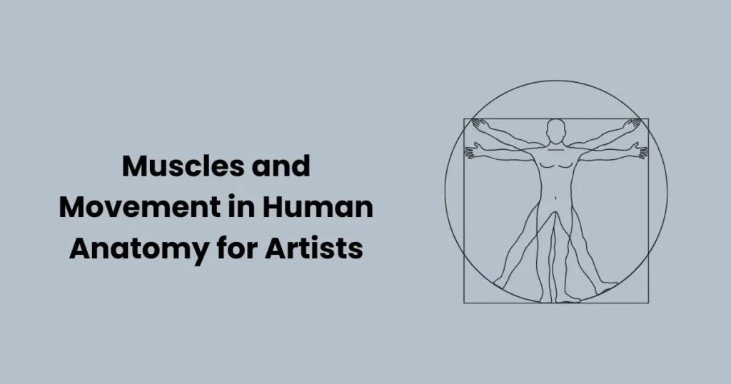 Muscles and Movement in Human Anatomy for Artists